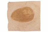 Red Fossil Leaf (Magnolia) - Montana #188972-1